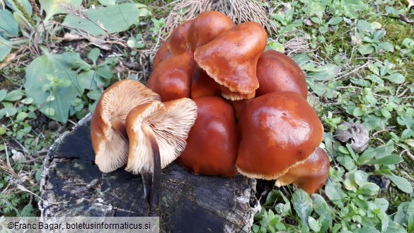 Flammulina velutipes