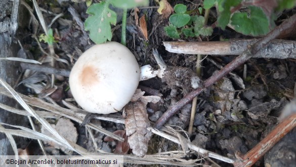 Psathyrella groegeri