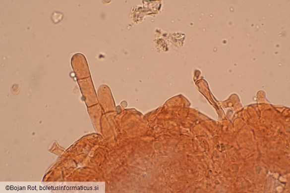 Callistosporium elaeodes