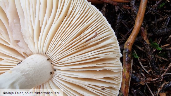 Amanita citrina