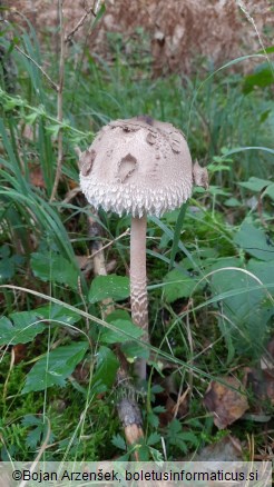 Macrolepiota procera