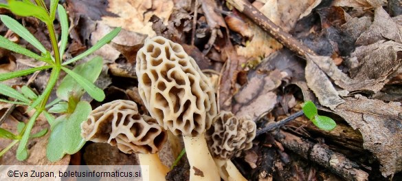 Morchella americana