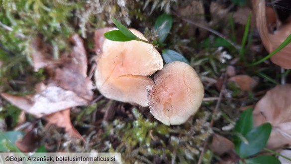 Hypholoma fasciculare