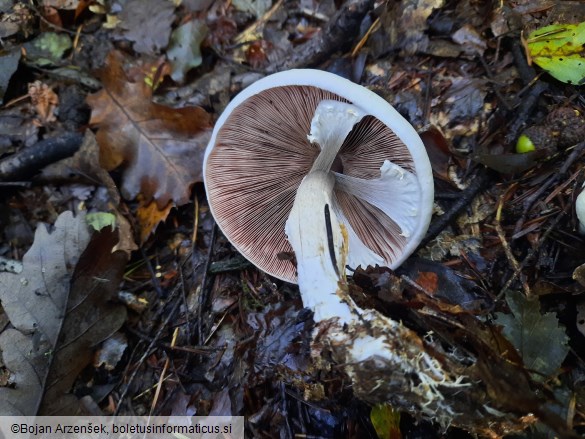 Agaricus abruptibulbus