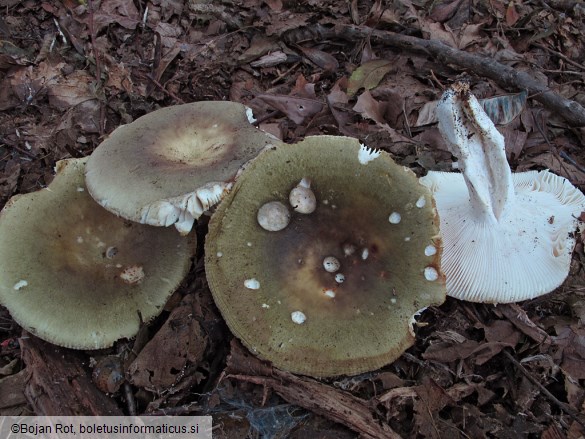 Russula heterophylla