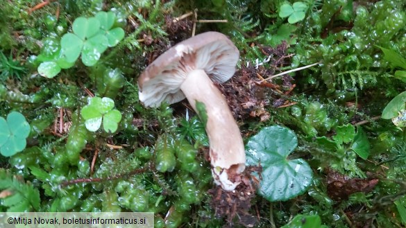 Lactarius picinus