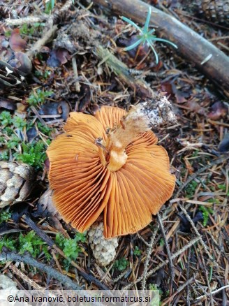 Cortinarius semisanguineus