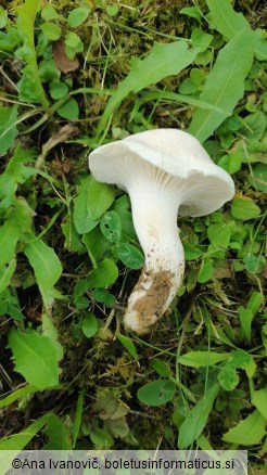 Hygrophorus ligatus