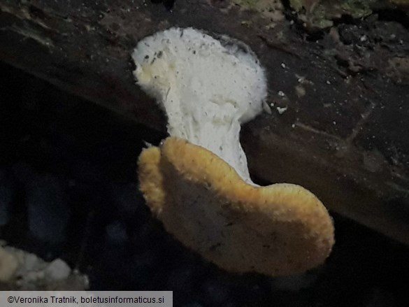Polyporus tuberaster