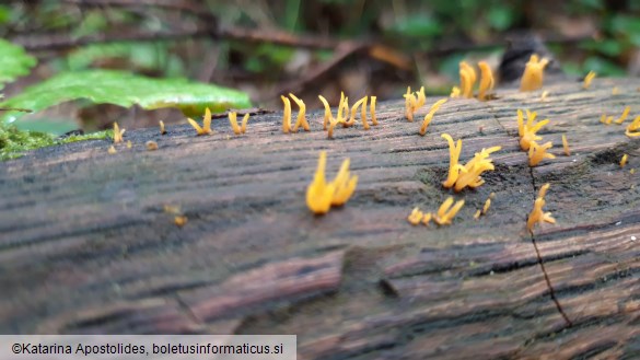 Calocera cornea