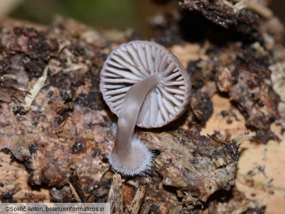 Mycena rubromarginata