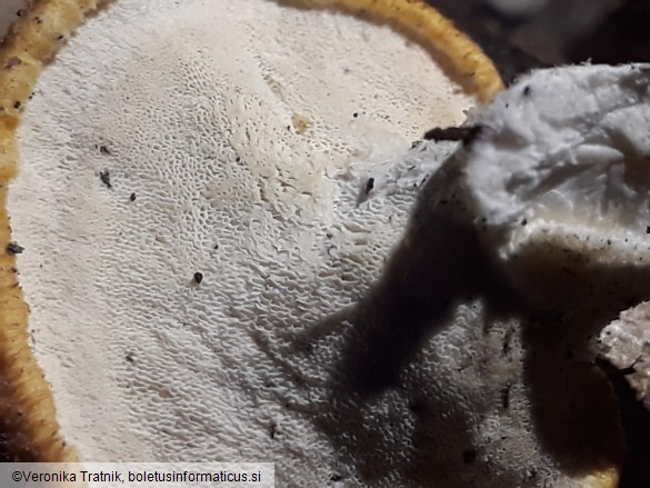 Polyporus tuberaster
