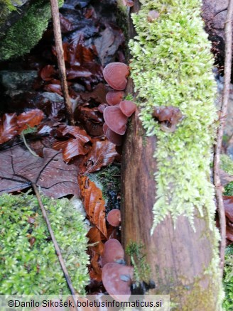 Auricularia auricula-judae