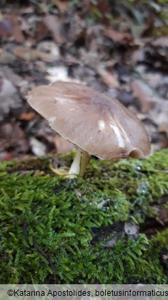 Pluteus cervinus