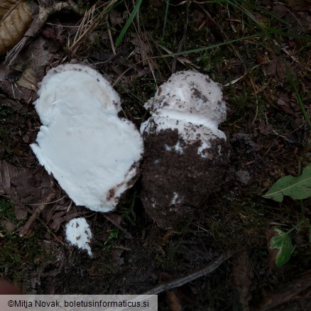 Amanita strobiliformis