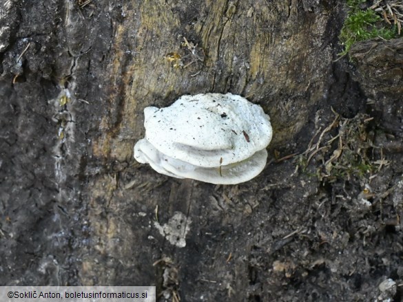 Amaropostia stiptica