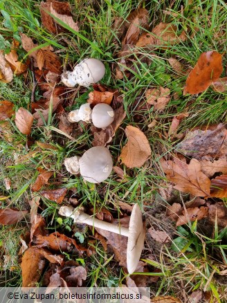 Amanita simulans