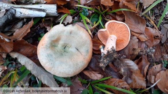 Lactarius deterrimus