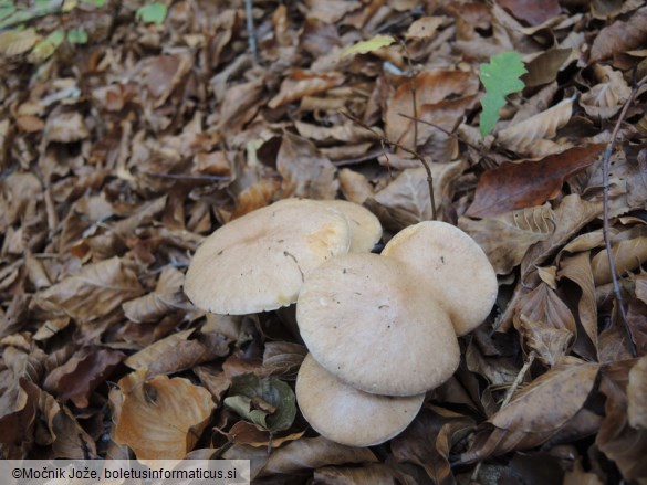 Suillus bovinus