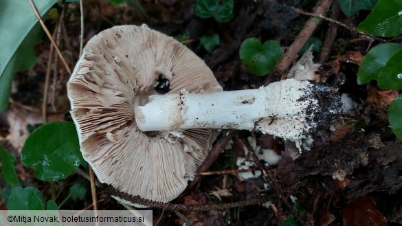 Amanita echinocephala