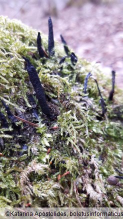 Xylaria longipes