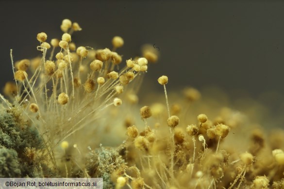 Aspergillus flavus