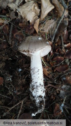 Amanita excelsa