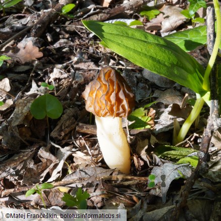 Morchella semilibera