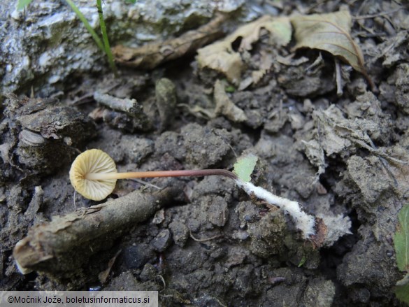 Marasmius torquescens