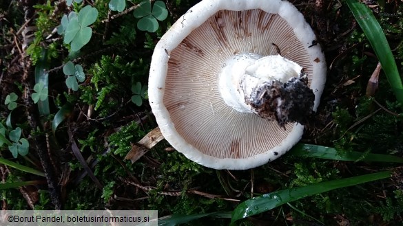 Lactarius vellereus