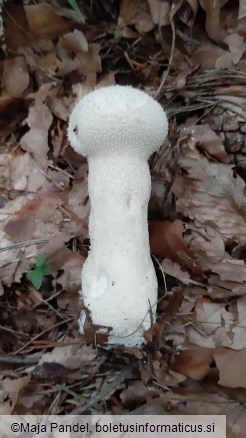 Calvatia excipuliformis