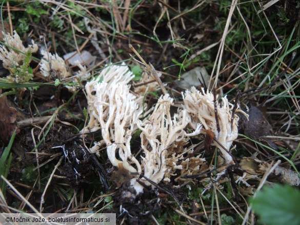 Ramaria gracilis