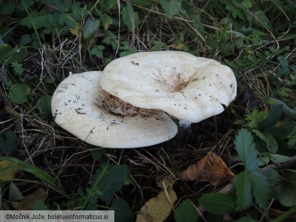 Lactarius controversus