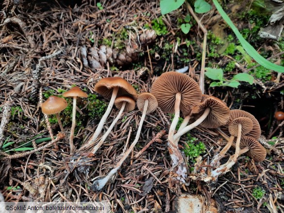 Psilocybe medullosa