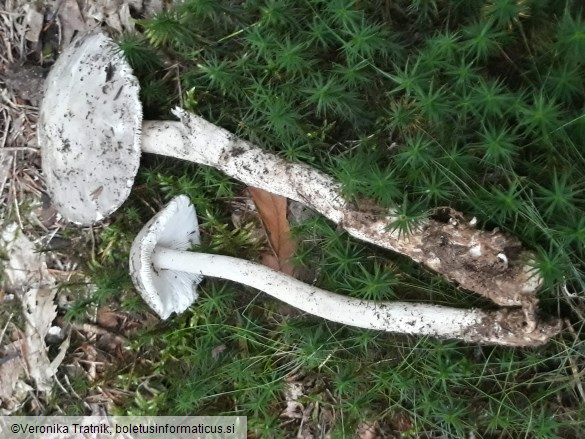 Amanita excelsa