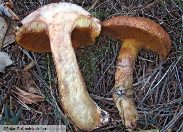 Suillus tridentinus