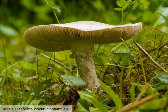 Amanita strobiliformis