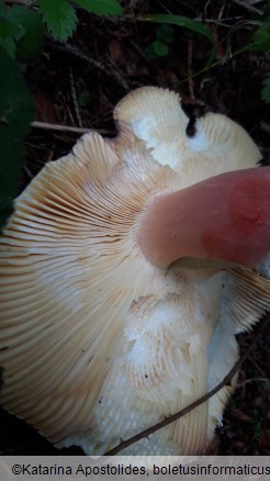 Russula olivacea