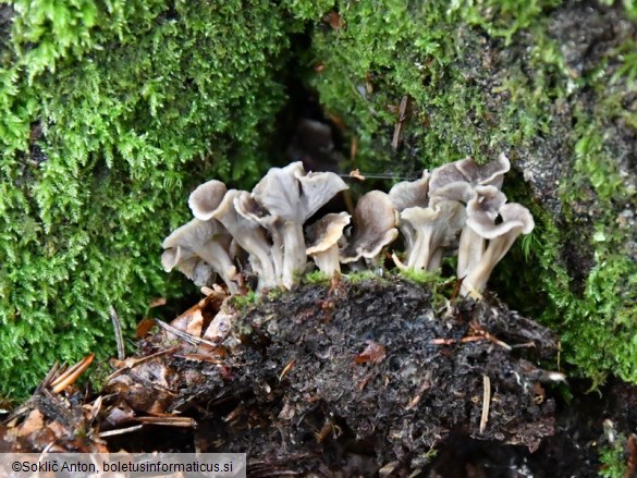 Pseudocraterellus undulatus