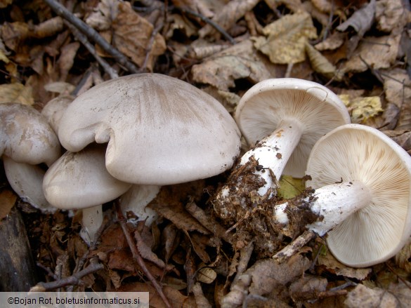 Clitocybe nebularis