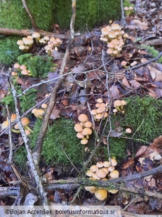 Hypholoma fasciculare