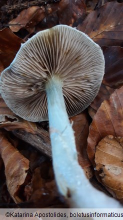 Stropharia caerulea