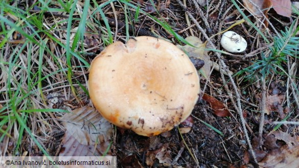 Lactarius salmonicolor