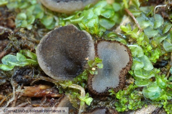 Pindara terrestris