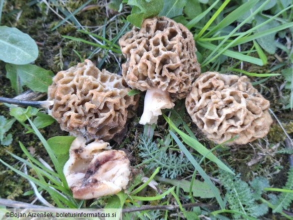 Morchella esculenta