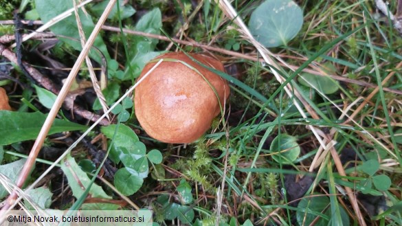 Suillus grevillei