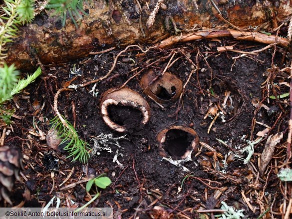 Elaphomyces granulatus