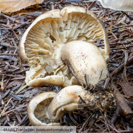 Tricholoma saponaceum var. squamosum