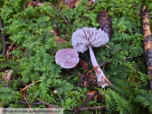 Mycena pura