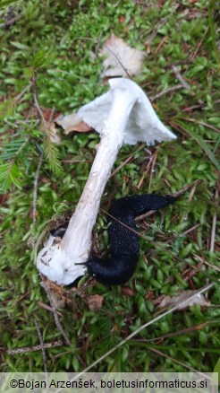 Amanita virosa